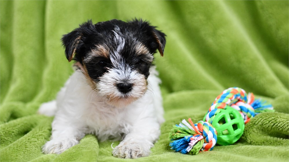 Yorkshire Terrier-Tyson-Birthday: 04/30/2026