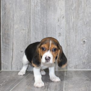 Beagle-Cooper-Birthday: 04/05/2026