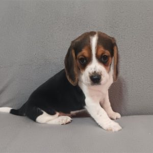 Beagle-Sarge-Birthday: 04/20/2026