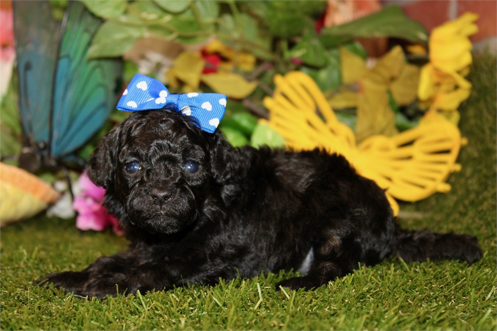 CockaPoo-Emma-Birthday: 04/13/2026