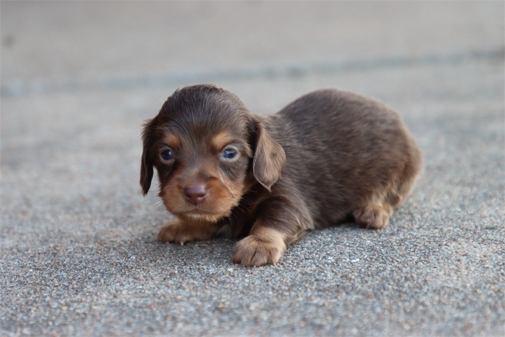 Dachshund-Bear-Birthday: 05/16/2026