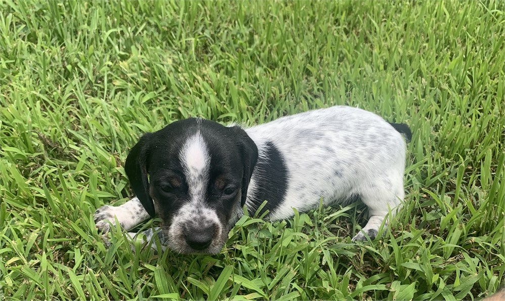Dachshund-Maci-Birthday: 04/30/2026