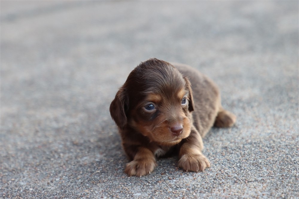 Dachshund-Koda-Birthday: 05/16/2026