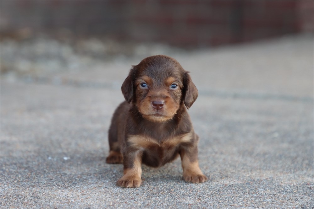 Dachshund-Dolly-Birthday: 05/16/2026