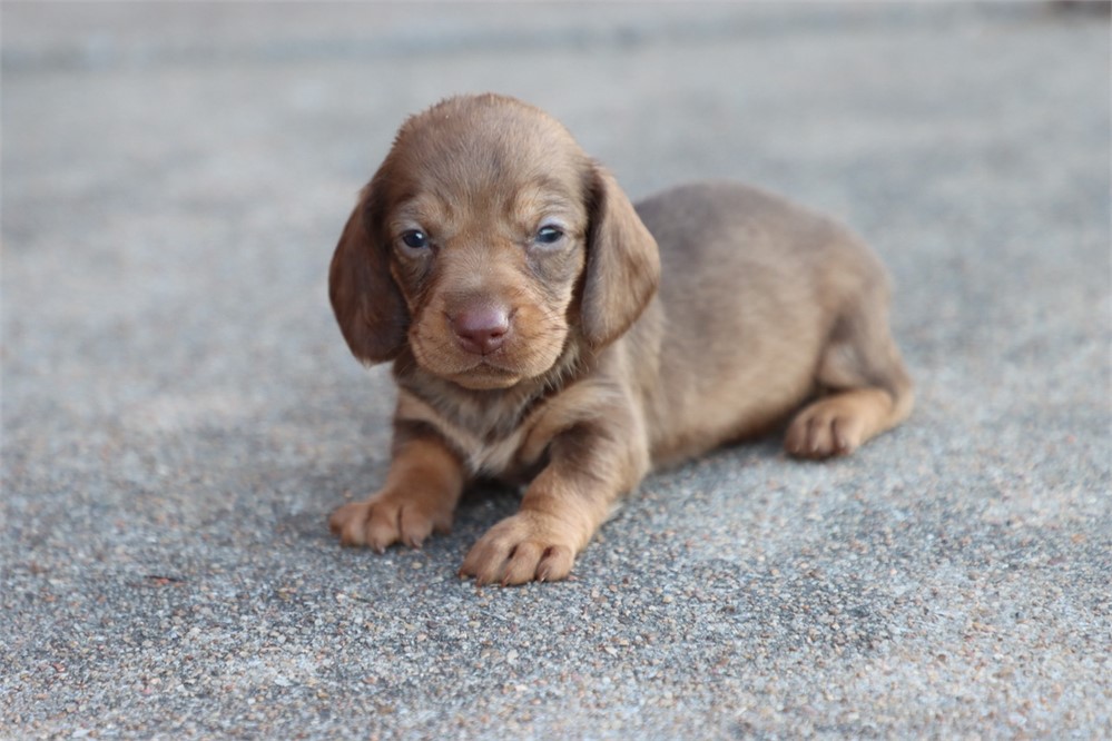 Dachshund-Hazel-Birthday: 05/16/2026