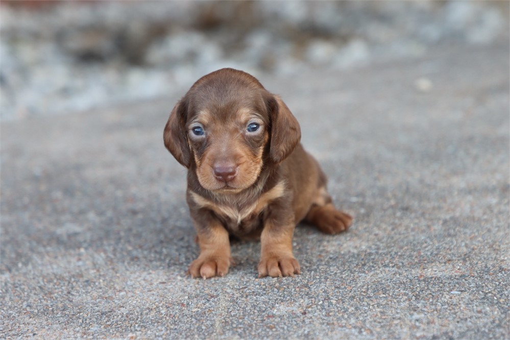 Dachshund-Rocco-Birthday: 05/16/2026