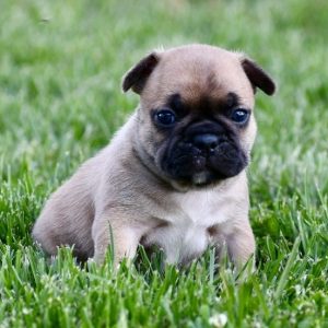 French Bulldog-Elara -Birthday: 04/12/2026