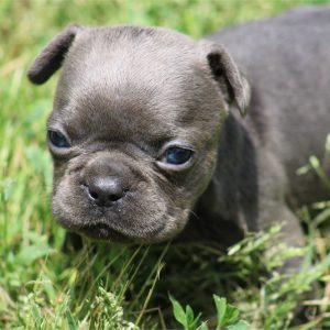 French Bulldog-Harley -Birthday: 04/23/2026