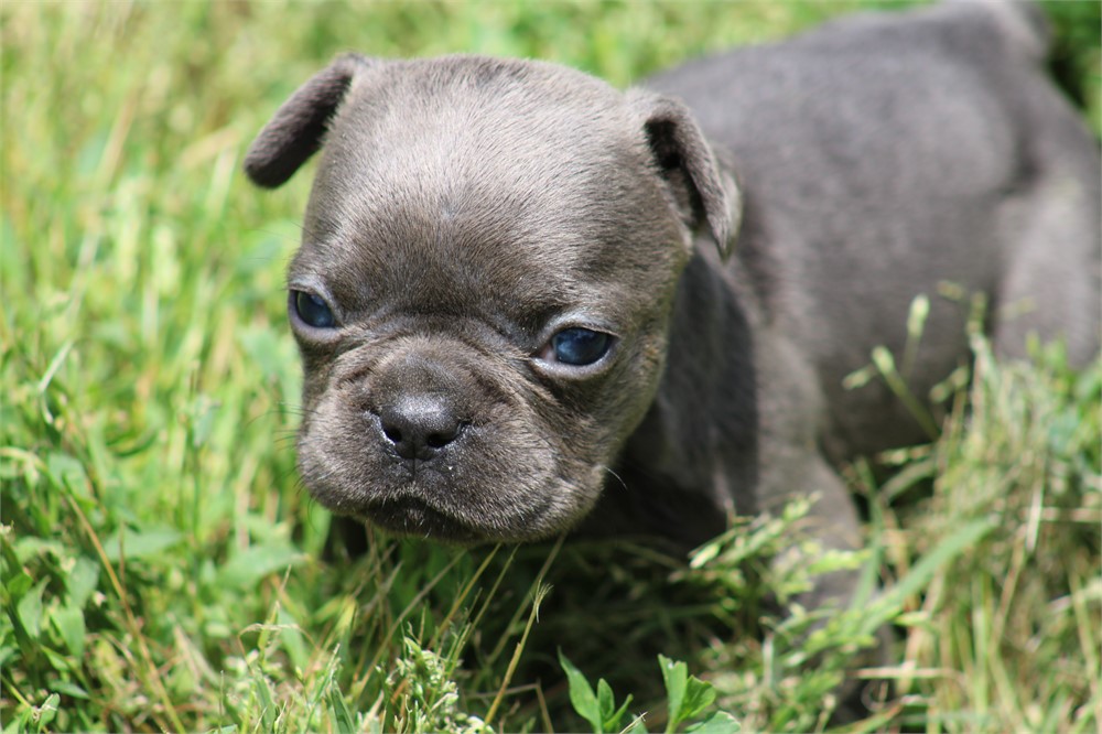 French Bulldog-Harley -Birthday: 04/23/2026