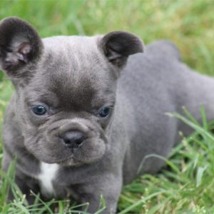 French Bulldog-Misty-Birthday: 04/23/2026