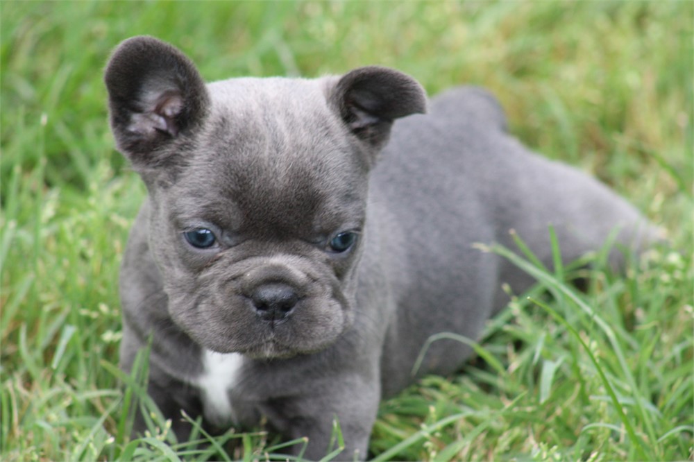 French Bulldog-Misty-Birthday: 04/23/2026