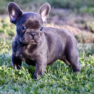 French Bulldog-Reed-Birthday: 04/05/2026