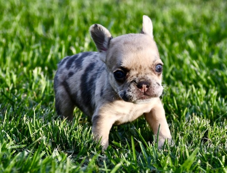 French Bulldog-Juno-Birthday: 05/03/2026
