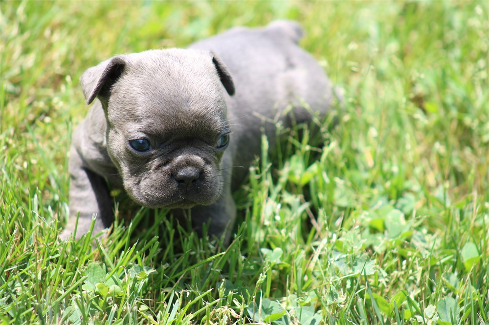 French Bulldog-Harley -Birthday: 04/23/2026 - Image 2