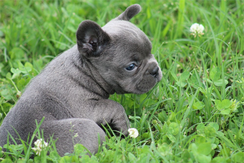French Bulldog-Misty-Birthday: 04/23/2026 - Image 2
