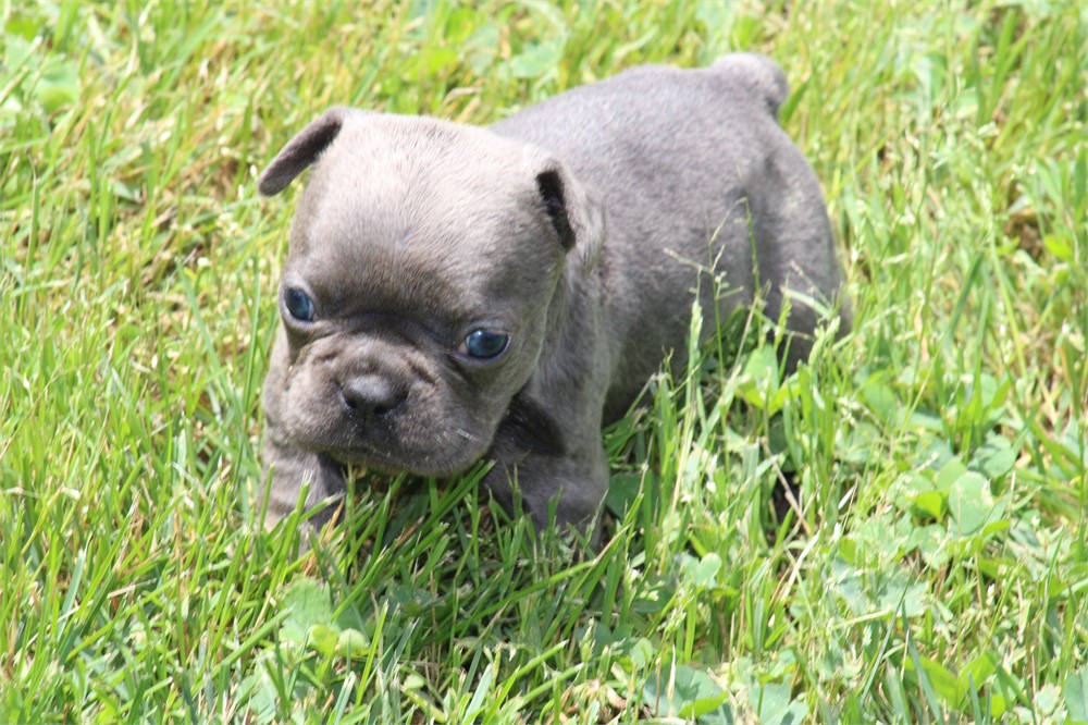 French Bulldog-Harley -Birthday: 04/23/2026 - Image 3