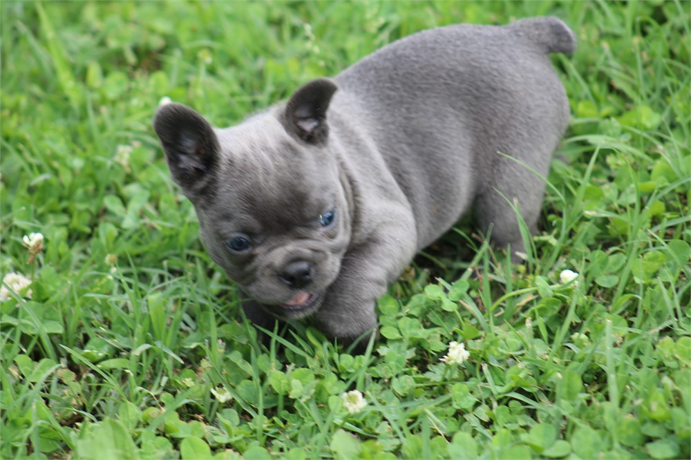 French Bulldog-Misty-Birthday: 04/23/2026 - Image 3