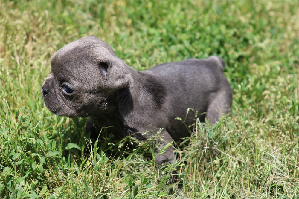French Bulldog-Harley -Birthday: 04/23/2026 - Image 4