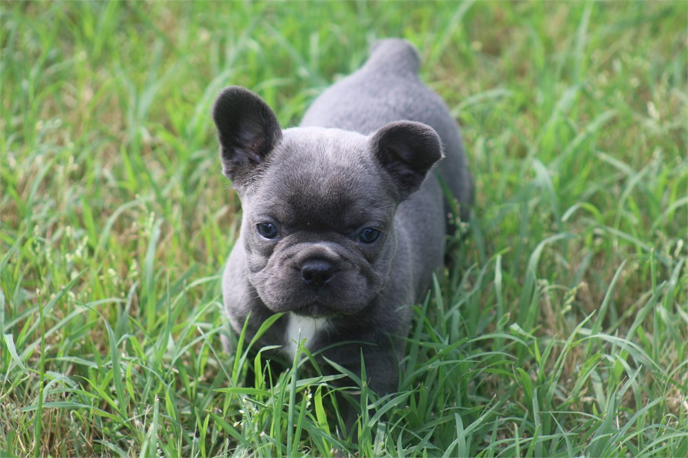 French Bulldog-Misty-Birthday: 04/23/2026 - Image 4