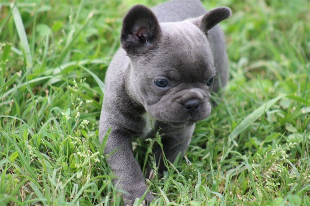 French Bulldog-Misty-Birthday: 04/23/2026 - Image 5