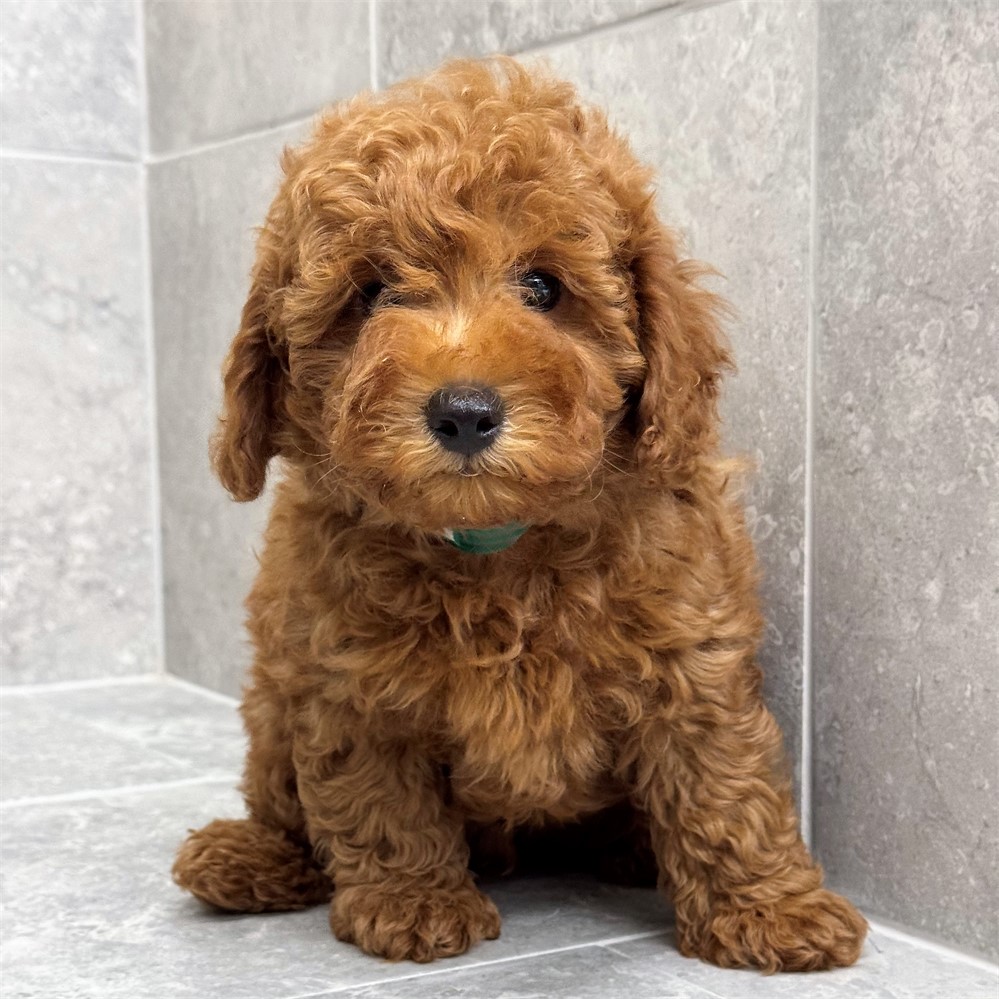 Miniature Poodle-Teddy-Birthday: 04/15/2026