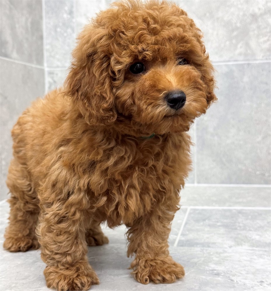 Miniature Poodle-Louie-Birthday: 04/15/2026