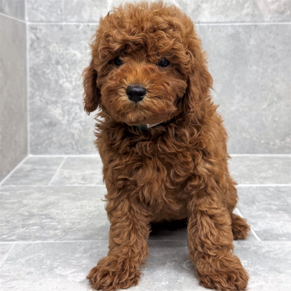 Miniature Poodle-Archie-Birthday: 04/15/2026
