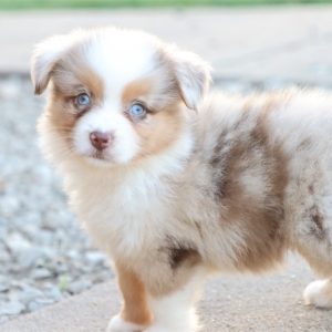 Australian Shepherd-Duke-Birthday: 05/25/2026