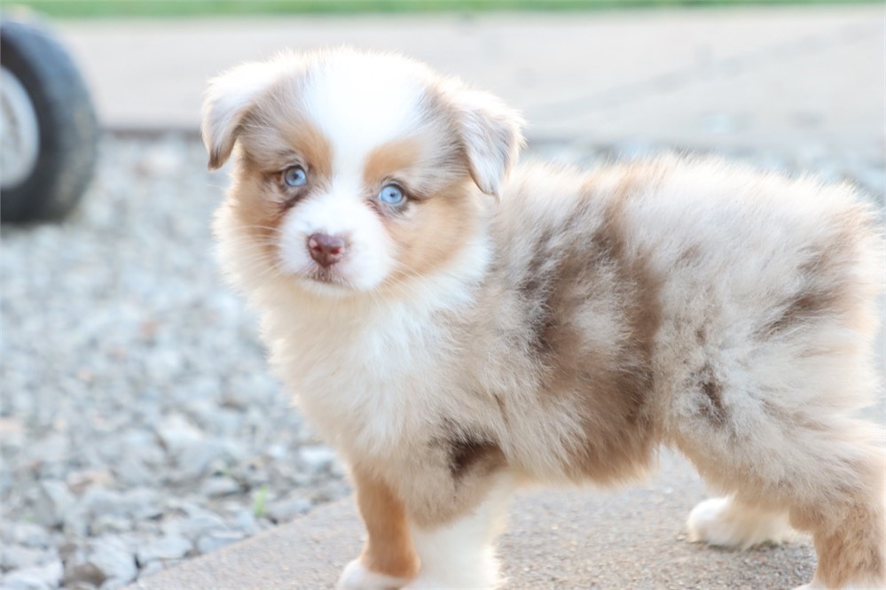 Australian Shepherd-Duke-Birthday: 05/25/2026
