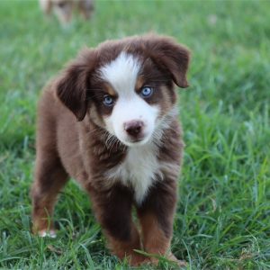 Australian Shepherd-Boe-Birthday: 05/18/2026