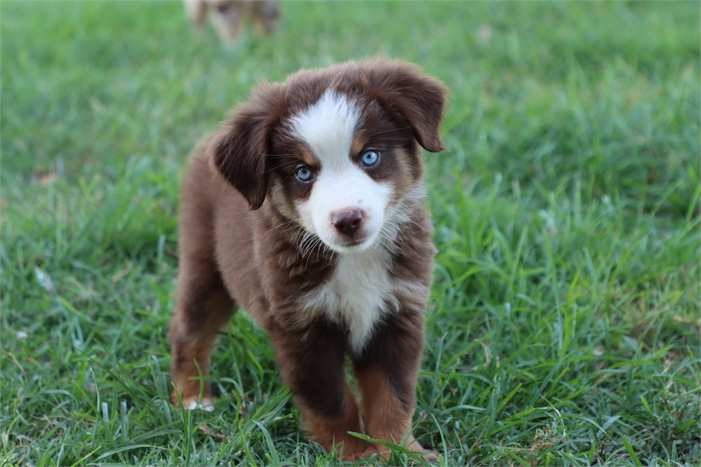 Australian Shepherd-Boe-Birthday: 05/18/2026
