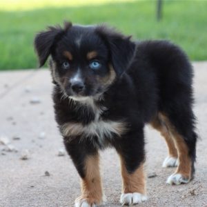 Australian Shepherd-Raven-Birthday: 05/18/2026