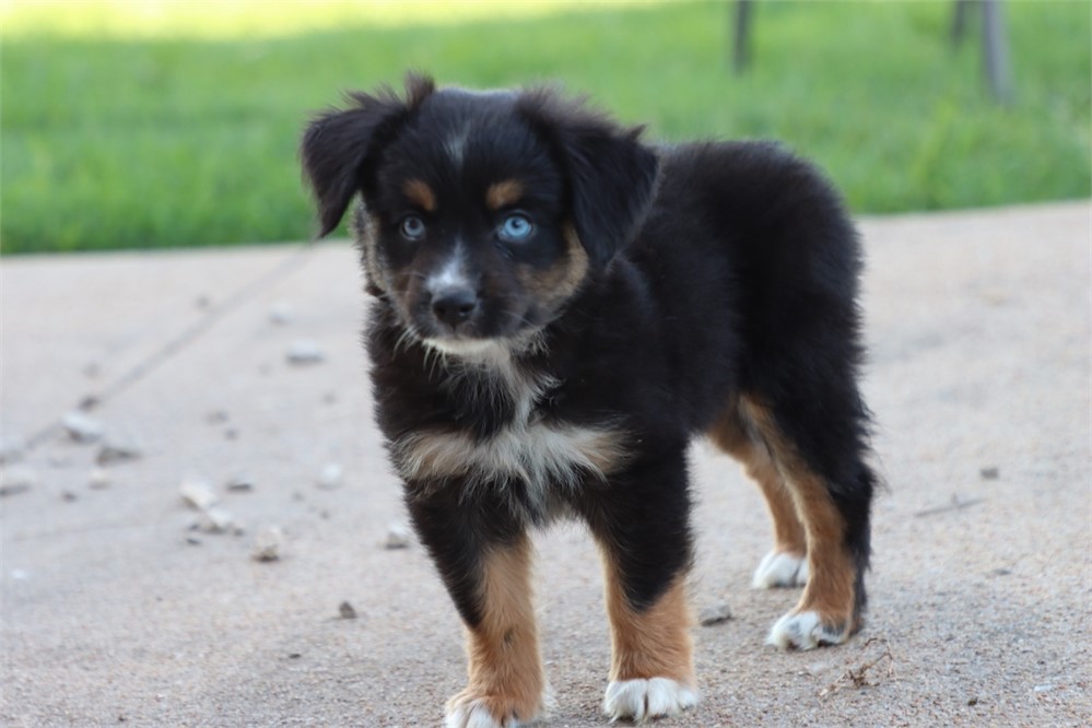 Australian Shepherd-Raven-Birthday: 05/18/2026