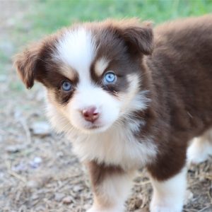 Australian Shepherd-Skye-Birthday: 05/25/2026