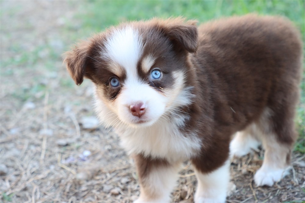 Australian Shepherd-Skye-Birthday: 05/25/2026