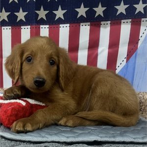 GoldenDoodle-Brody-Birthday: 06/06/2026