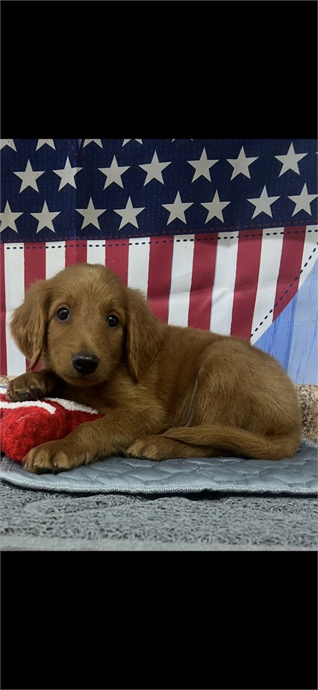 GoldenDoodle-Brody-Birthday: 06/06/2026
