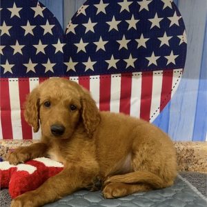 GoldenDoodle-Axel-Birthday: 06/06/2026