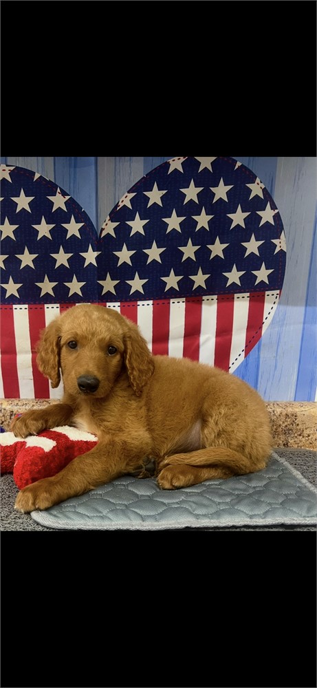 GoldenDoodle-Axel-Birthday: 06/06/2026