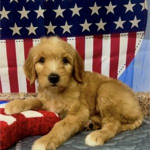 GoldenDoodle-Zoey-Birthday: 06/06/2026