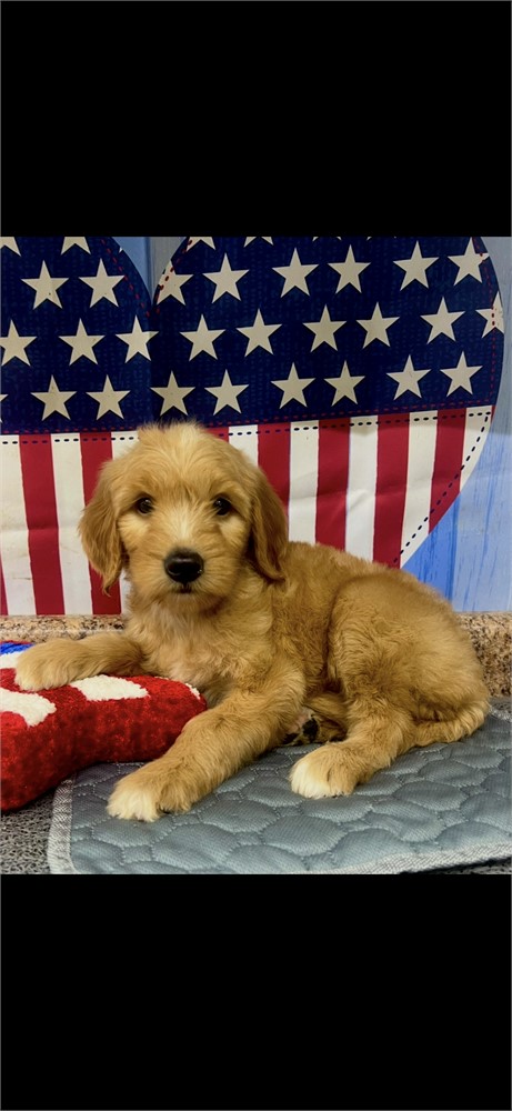 GoldenDoodle-Zoey-Birthday: 06/06/2026