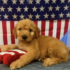 GoldenDoodle-Teddy-Birthday: 06/06/2026