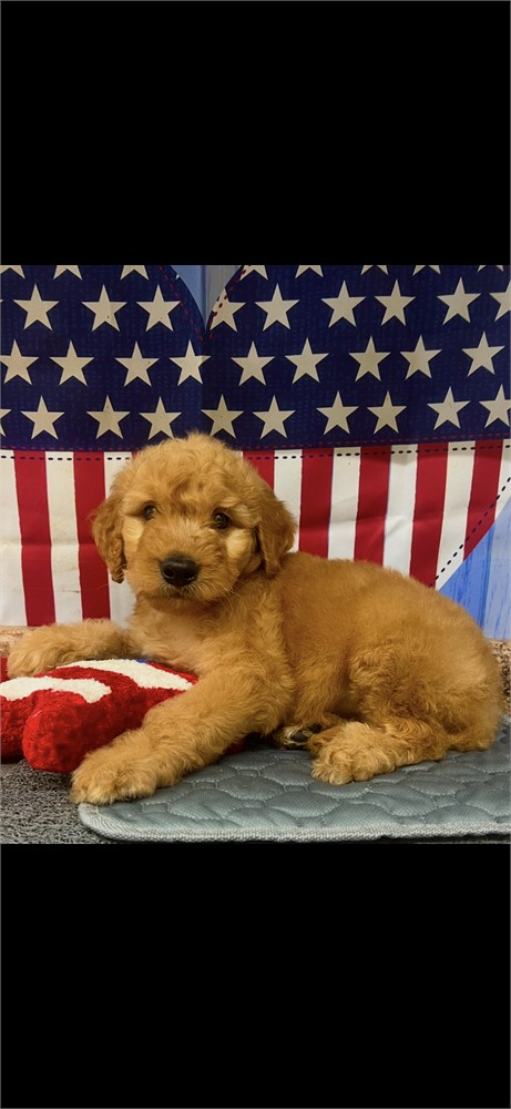 GoldenDoodle-Teddy-Birthday: 06/06/2026