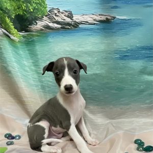 Italian Greyhound-Keanu-Birthday: 05/24/2026