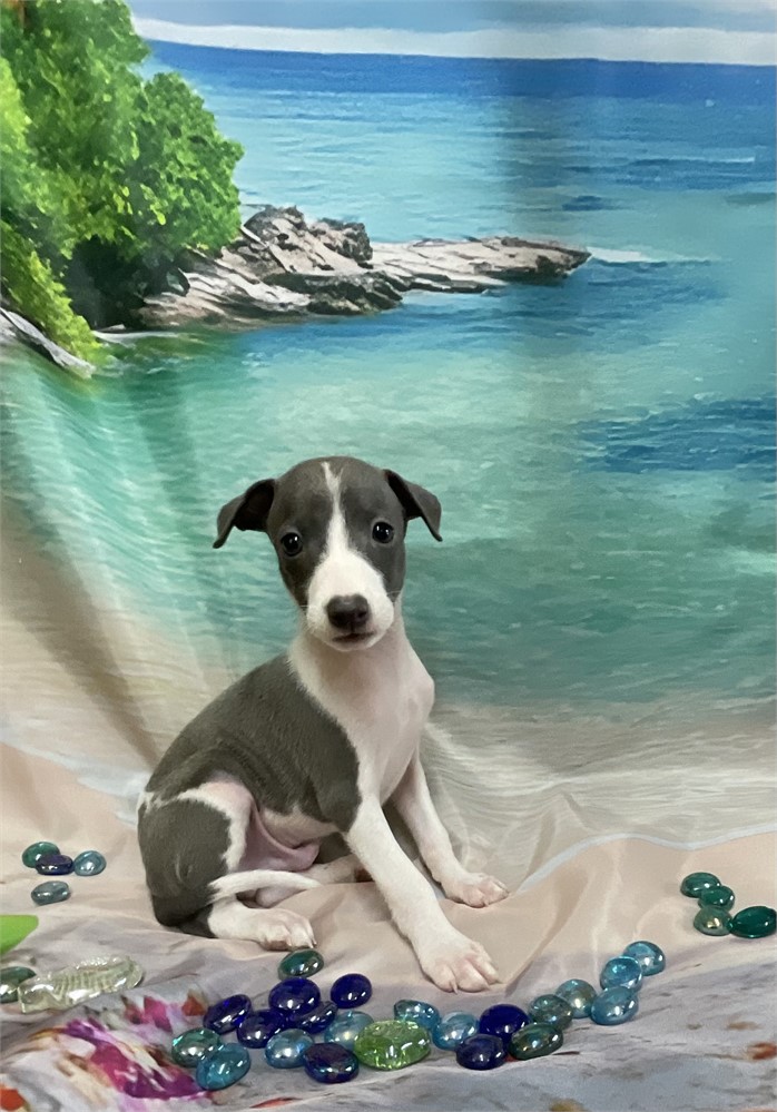 Italian Greyhound-Keanu-Birthday: 05/24/2026
