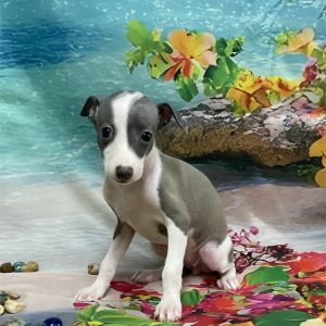 Italian Greyhound-Kailani-Birthday: 05/24/2026