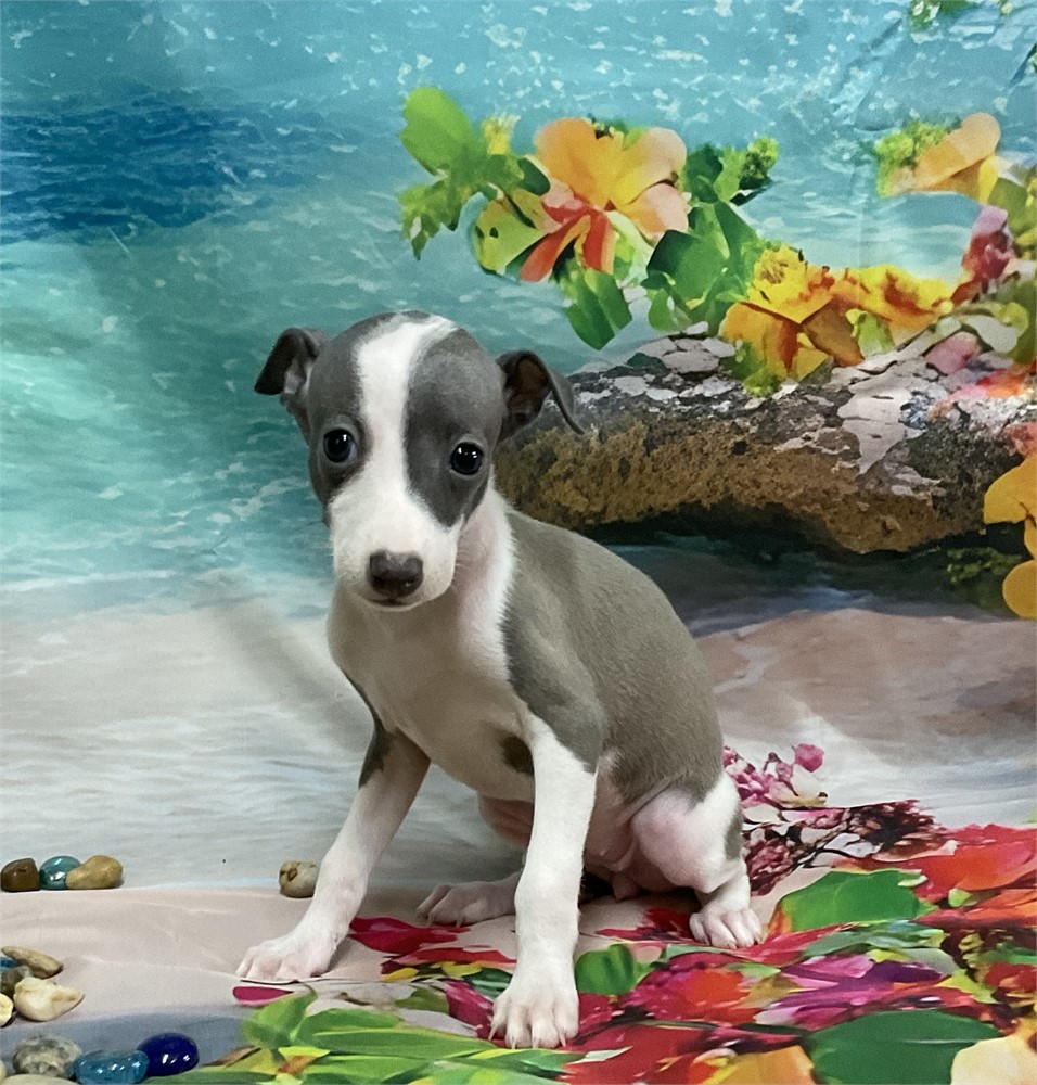 Italian Greyhound-Kailani-Birthday: 05/24/2026
