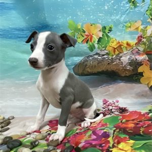 Italian Greyhound-Koa-Birthday: 05/24/2026