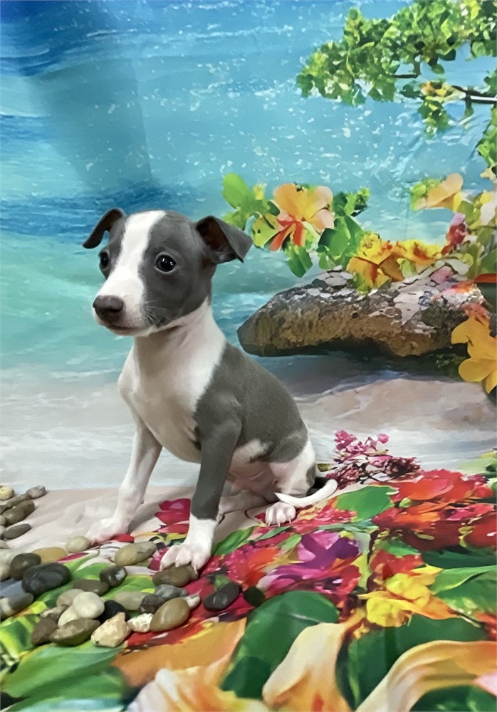 Italian Greyhound-Koa-Birthday: 05/24/2026