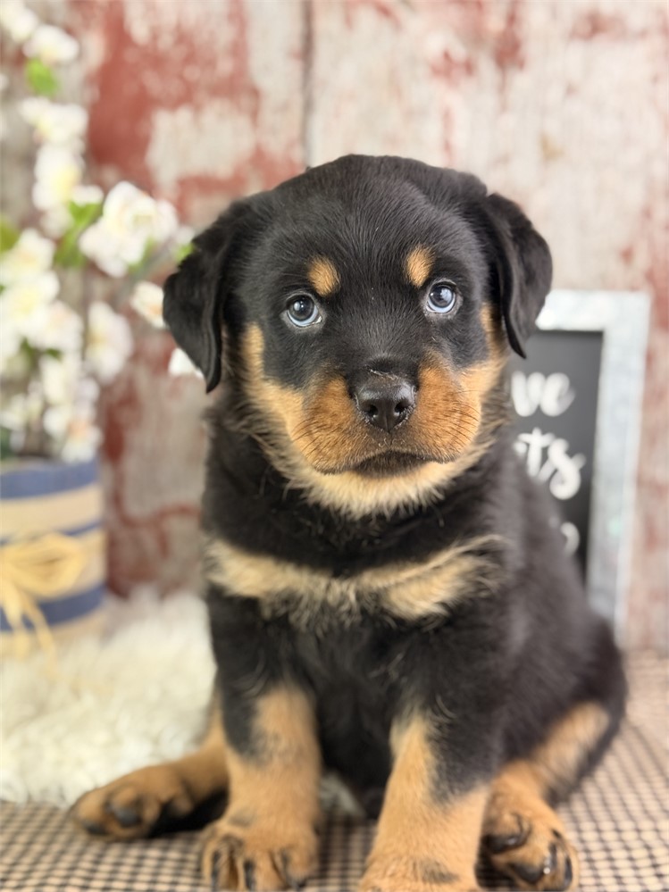Rottweiler-Titus-Birthday: 05/26/2026